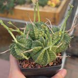 Euphorbia valida-Euphorbia-W4-5CM&W6-7CM-video-6