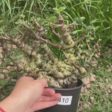 Senna meridionalis-Senna-H4-6cm&W15-20cm-video-12