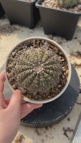 Gymnocalycium bodenbenderianum