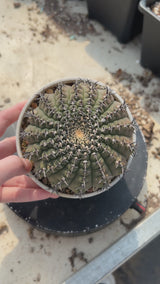 Gymnocalycium bodenbenderianum