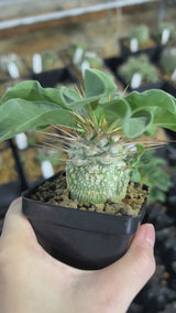 Pachypodium namaquanum-Pachypodium-image-4