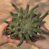 Euphorbia gorgonis-Euphorbia-W8-10cm-video-4