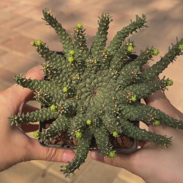Euphorbia gorgonis-Euphorbia-W8-10cm-image-4