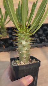 Pachypodium ambongense-Pachypodium-W3-4cm-video-6