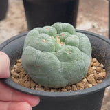 Lophophora fricii | big tubercles-Lophophora-W5-8cm-video-9