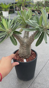 Pachypodium rosulatum subs.cactipes-Pachypodium-video-5