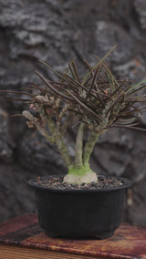 Euphorbia waringiae Seeds-Euphorbia-video-2