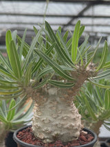 Pachypodium rosulatum var. gracilius-Pachypodium-image-17