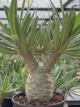 Pachypodium rosulatum var. gracilius-Pachypodium-image-34