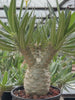 Pachypodium rosulatum var. gracilius