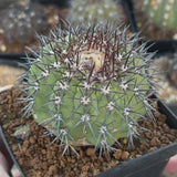 Copiapoa calderana-Copiapoa-W7.1cm-video-3