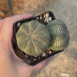 Euphorbia obesa-Euphorbia-W4-5cm-video-12