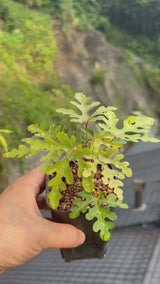 Adenia sp.nova-Adenia-video-2