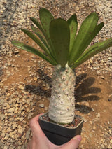 Euphorbia unispina-Euphorbia-W5-6cm-video-6