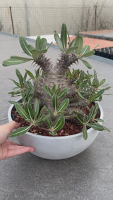 Pachypodium rosulatum subs.cactipes-Pachypodium-video-4