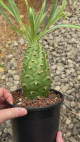 Euphorbia monteiroi | Angola form-Euphorbia-W5-6cm-video-4