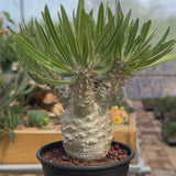 Pachypodium rosulatum var. gracilius-Pachypodium-video-17