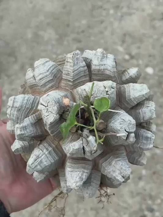 Dioscorea elephantipes For Sale | Sharp Armor Fissures (12cm)