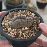 Euphorbia obesa | Crested-Euphorbia-W4-5cm-video-3
