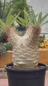 Pachypodium rosulatum var. gracilius-Pachypodium-video-16