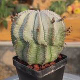 Euphorbia horrida-Euphorbia-W3-4CM-video-37
