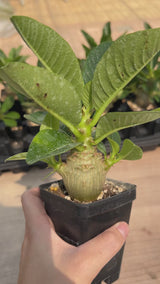 Pachypodium baronii var.windsorii-Pachypodium-W3.5-4cm-video-24