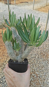 Pachypodium inopinatum