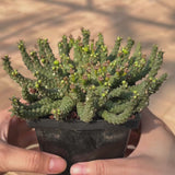 Euphorbia gorgonis-Euphorbia-W8-10cm-video-2