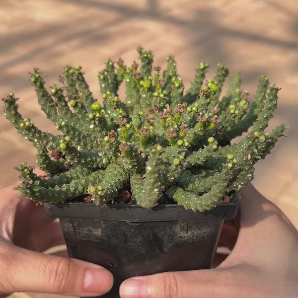 Euphorbia gorgonis-Euphorbia-W8-10cm-image-2