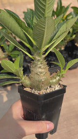 Pachypodium baronii var.windsorii-Pachypodium-W3.5-4cm-video-18