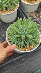 Aloe brevifolia