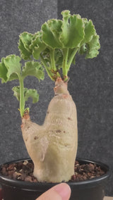 Cyphostemma uter var. macropus (Angola)