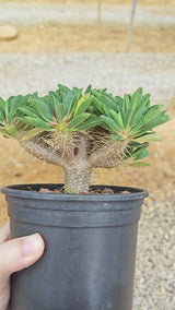 Euphorbia guillauminiana ｜WYSIWYG-Euphorbia-H8-10cm-image-6