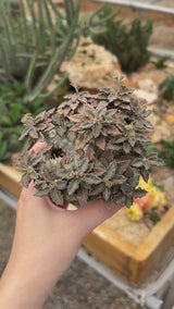 Euphorbia tulearensis-Euphorbia-video-20