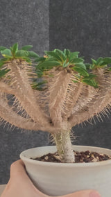 Euphorbia guillauminiana 27