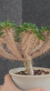Euphorbia guillauminiana 27