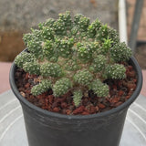 Euphorbia suppressa x Euphorbia brevirama-Euphorbia-video-6