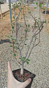 Euphorbia agatheae