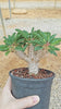 Euphorbia guillauminiana 