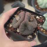 Frailea castanea | Frailea asterioides | Crested | Large-sized-Frailea-W5-5.5cm-video-9