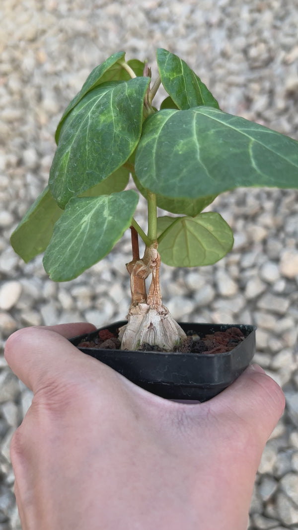 Matelea cyclophylla-Matelea-W3cm-image-4