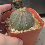 Euphorbia obesa | Crested-Euphorbia-W4-5cm-video-6