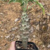 Jatropha fissispina-Jatropha-video-3