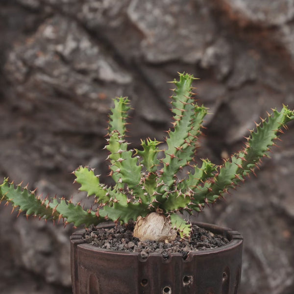 Euphorbia squarrosa Seeds-Euphorbia-image-2