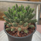 Euphorbia suppressa x Euphorbia brevirama-Euphorbia-video-12
