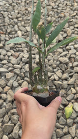 Adenia pechuelii-Adenia-video-3