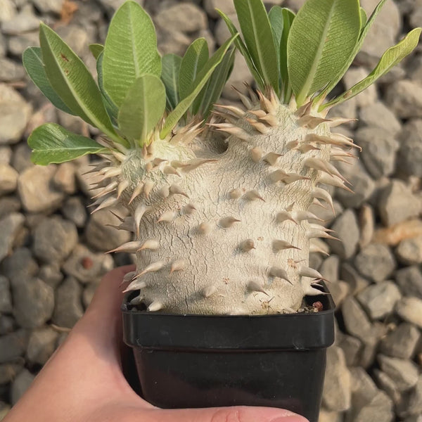 Pachypodium eburneum-Pachypodium-H4-6cm-image-6
