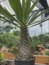 Pachypodium ambongense-Pachypodium-W3-4cm-video-11
