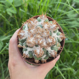 Coryphantha elephantidens 'Thorn Crested'-Coryphantha-W6-8cm-video-11