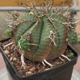 Euphorbia valida-Euphorbia-W4-5CM&W6-7CM-video-34